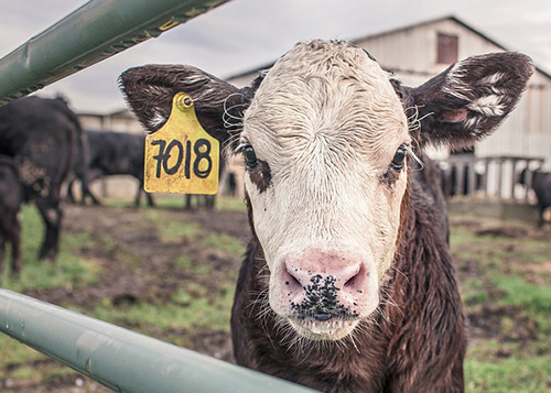 Farm Insurance in Nova Scotia